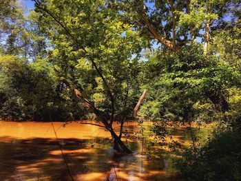 Scenic view of lake in forest