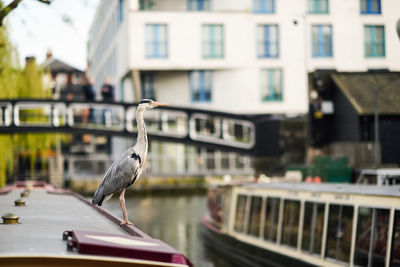 Seagull perching on a building