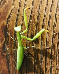 Close-up of insect on wood