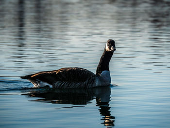 Duck swimming in lake