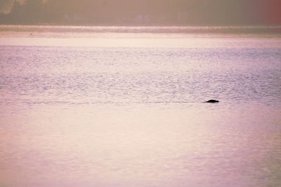 Scenic view of calm sea at sunset