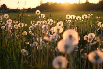View of flowering plants on field during sunset