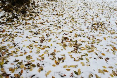 Close-up of leaves in water