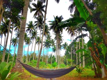 Panoramic view of palm trees in forest