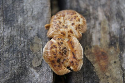 Close up of plant against blurred background