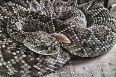 Close-up of snake