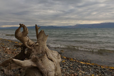 View of driftwood on beach against sky