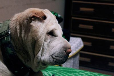 Close-up of a dog looking away