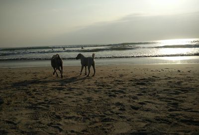 Horses riding horse on beach