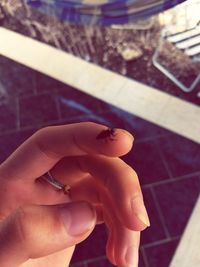 Close-up of hand holding crab