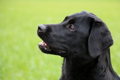 Close-up of black dog looking away