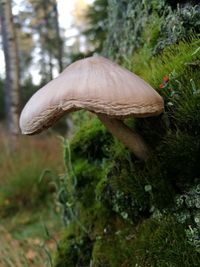 Close-up of mushroom growing in forest