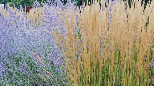 Close-up of purple flowering plants on land