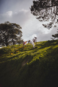 Low angle view of trees on field against sky