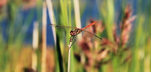 Close-up of damselfly perching on plant