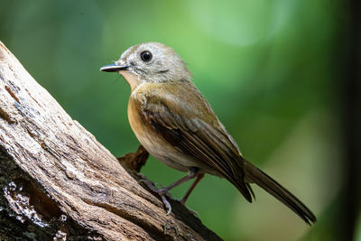 Close-up of bird perching on branch