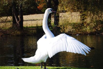 White swan flying over lake