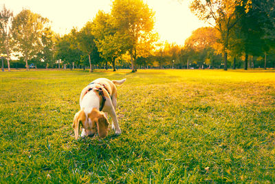 Dog in a field