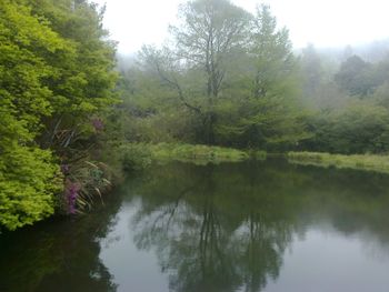 Scenic view of lake in forest