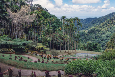 Scenic view of trees and plants against sky