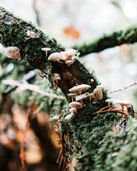 Close-up of pine tree in winter