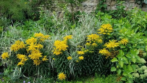 Yellow flowers blooming on field