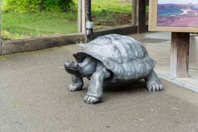 Close-up of tortoise in city