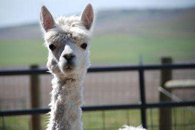 Close-up portrait of llama