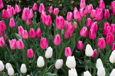 Close-up of tulips blooming in field