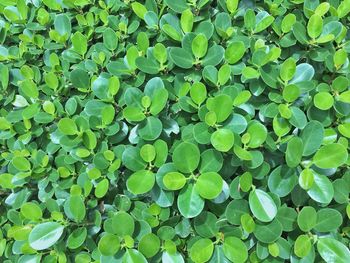 Full frame shot of green leaves