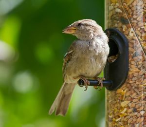 Close-up of bird perching on branch