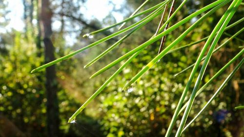 Close-up of fresh green plant against blurred background