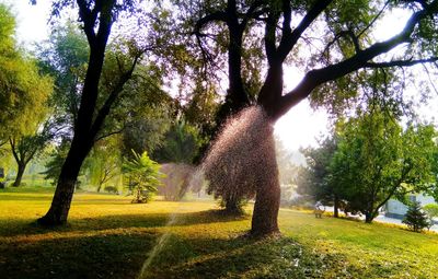 Trees on grass