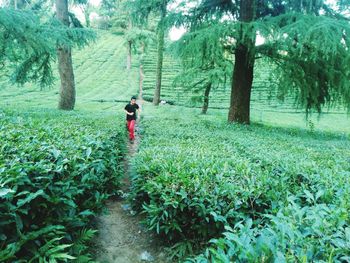 Man walking in forest