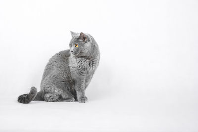 Cat sitting on floor against white background