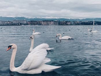 Swans swimming in lake