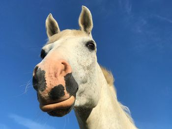 Close-up of a horse against blue sky