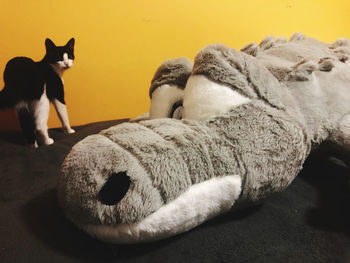 Close-up of cat lying on floor