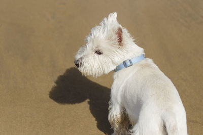 West highland white terrier, france