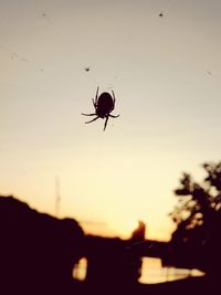 Close-up of spider on the sky