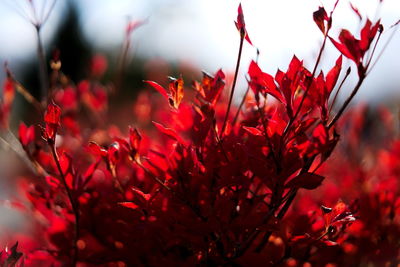 Close-up of red flowers blooming against sky