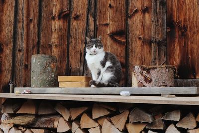 Portrait of cat on wooden floor