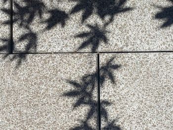 shadow