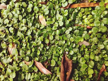 High angle view of fruits growing on plant