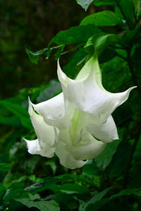 Close-up of white rose blooming outdoors