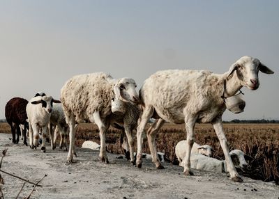 Herd of sheep in the field