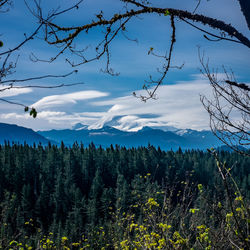 Scenic view of pine trees against sky