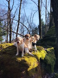 View of dogs in forest