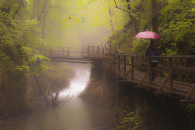 Footbridge amidst trees in forest during rainy season