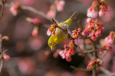 Close-up of butterfly pollinating flower